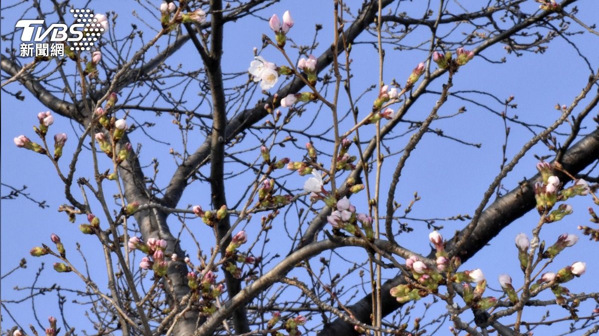 日本東京的櫻花比去年提早5天盛開，靖國神社聚集大量賞花民眾。（圖／達志影像美聯社）