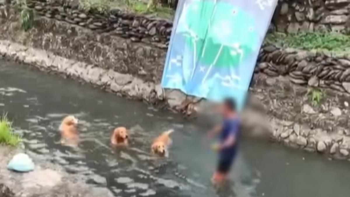 男遊客攜帶3隻大型犬違規闖二峰圳,居民提醒反遭嗆聲。(圖/來義鄉公所提供)