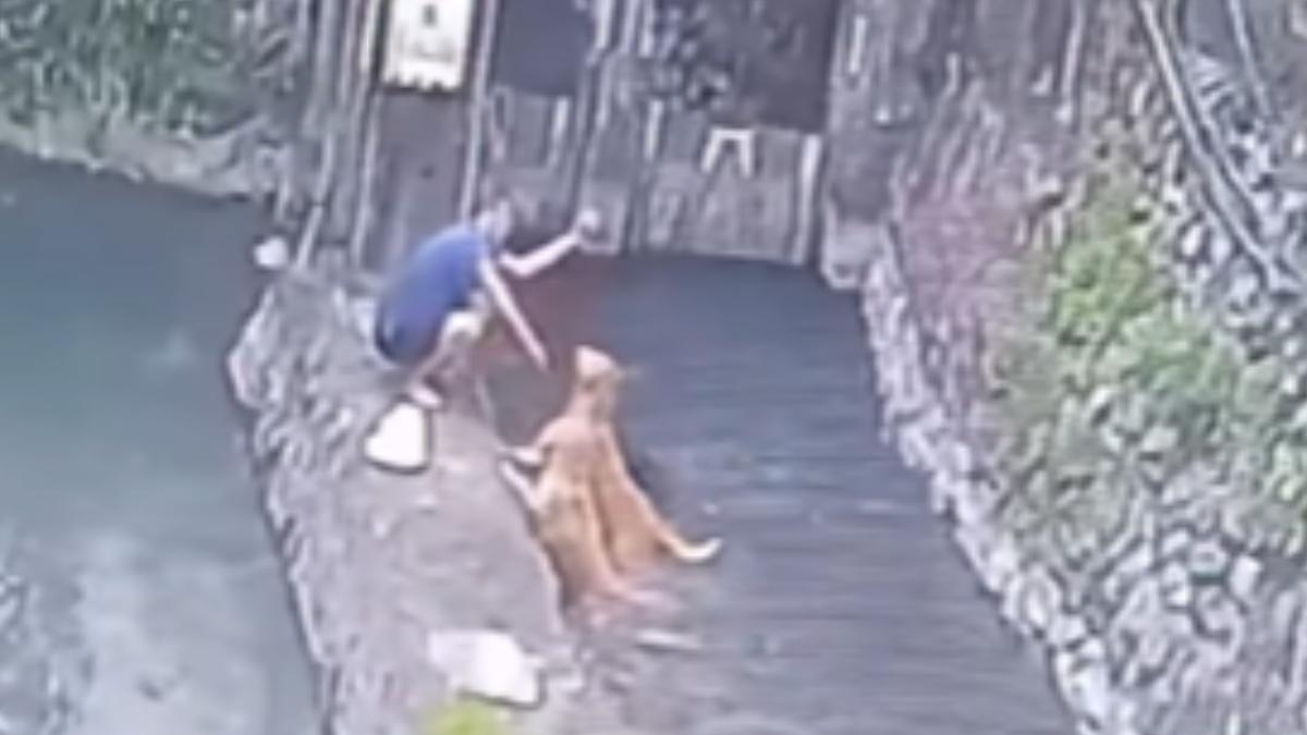 遊客不甩居民勸阻,任由大型犬汙染二峰圳,影響民生用水。(圖/來義鄉公所提供)
