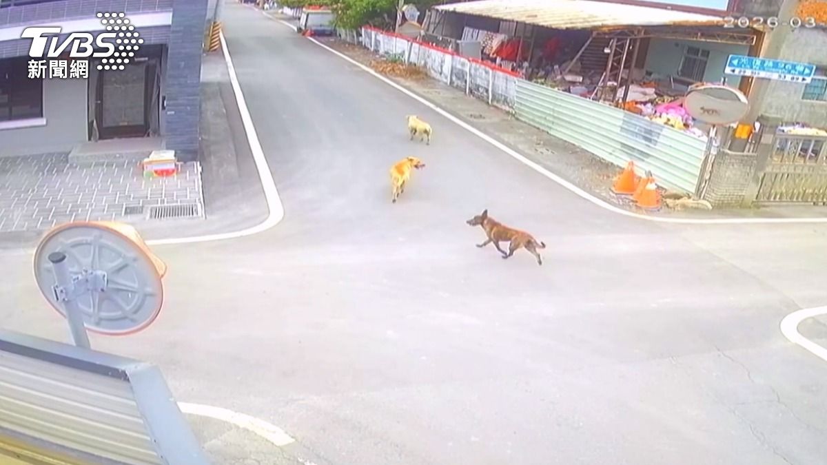 攻擊阿嬤的狗群中有2隻為流浪犬,另1隻疑似為附近畜牧場飼養的家犬。(圖/TVBS)