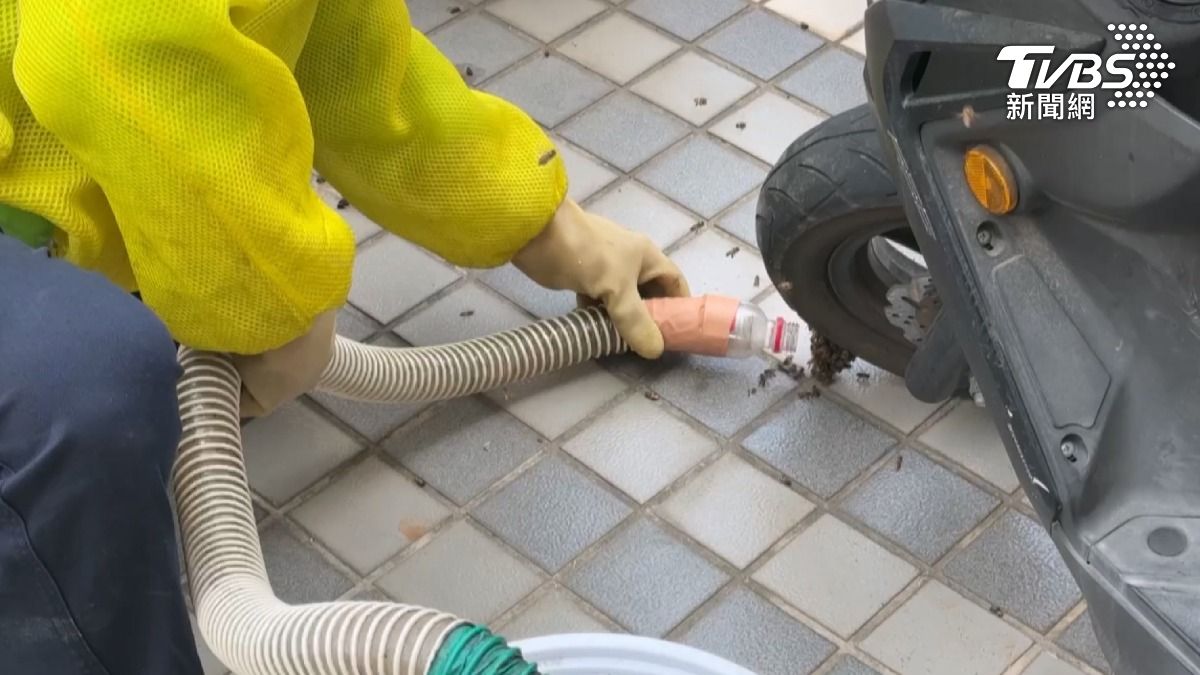 隔天一大早又接獲通報,機車輪胎下方再度出現100至200隻蜜蜂聚集。(圖/TVBS)