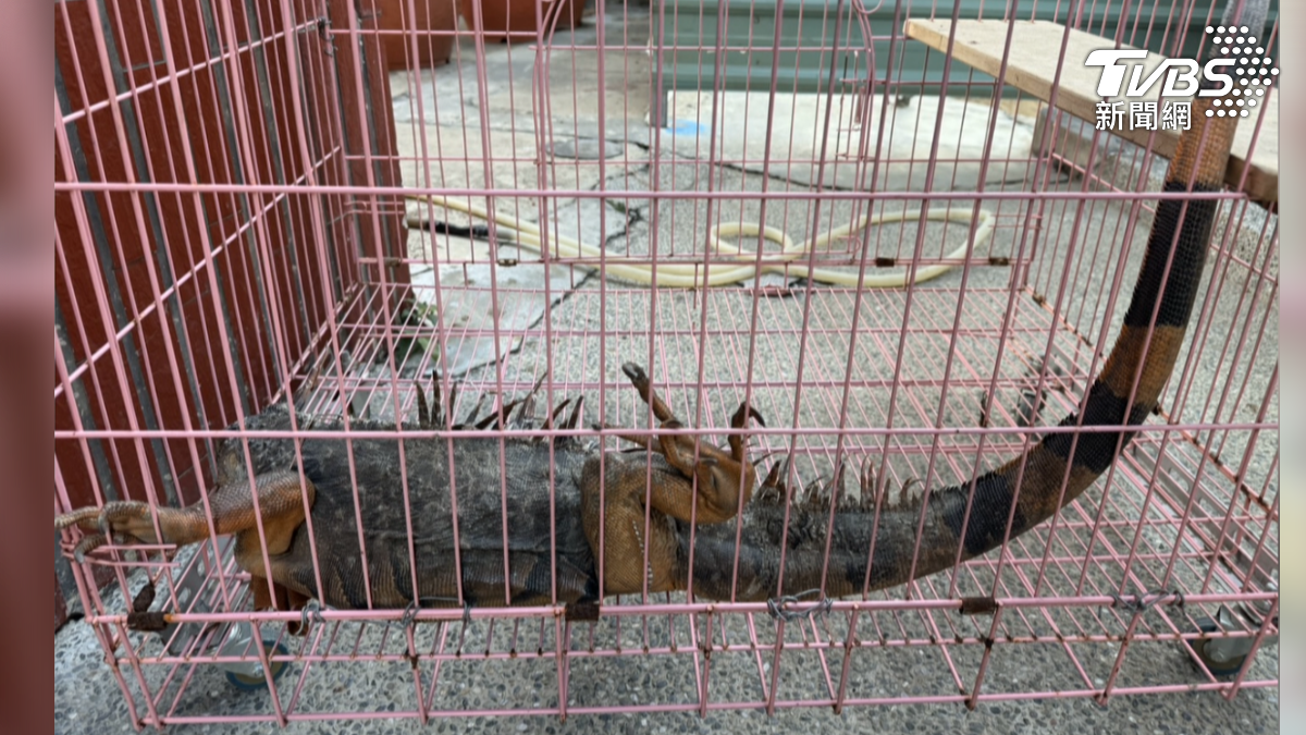 雖然人人都可以抓捕綠鬣蜥，但是沒有受過專業訓練的民眾，還是建議通報1999由專人處理，畢竟抓捕過程具有一定危險性（圖／TVBS）