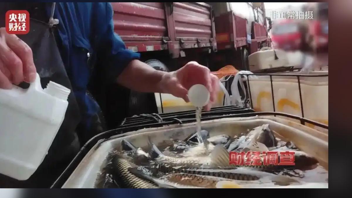 陸活魚運輸黑幕曝!攤商加「暈魚王」麻醉 恐損肝腎