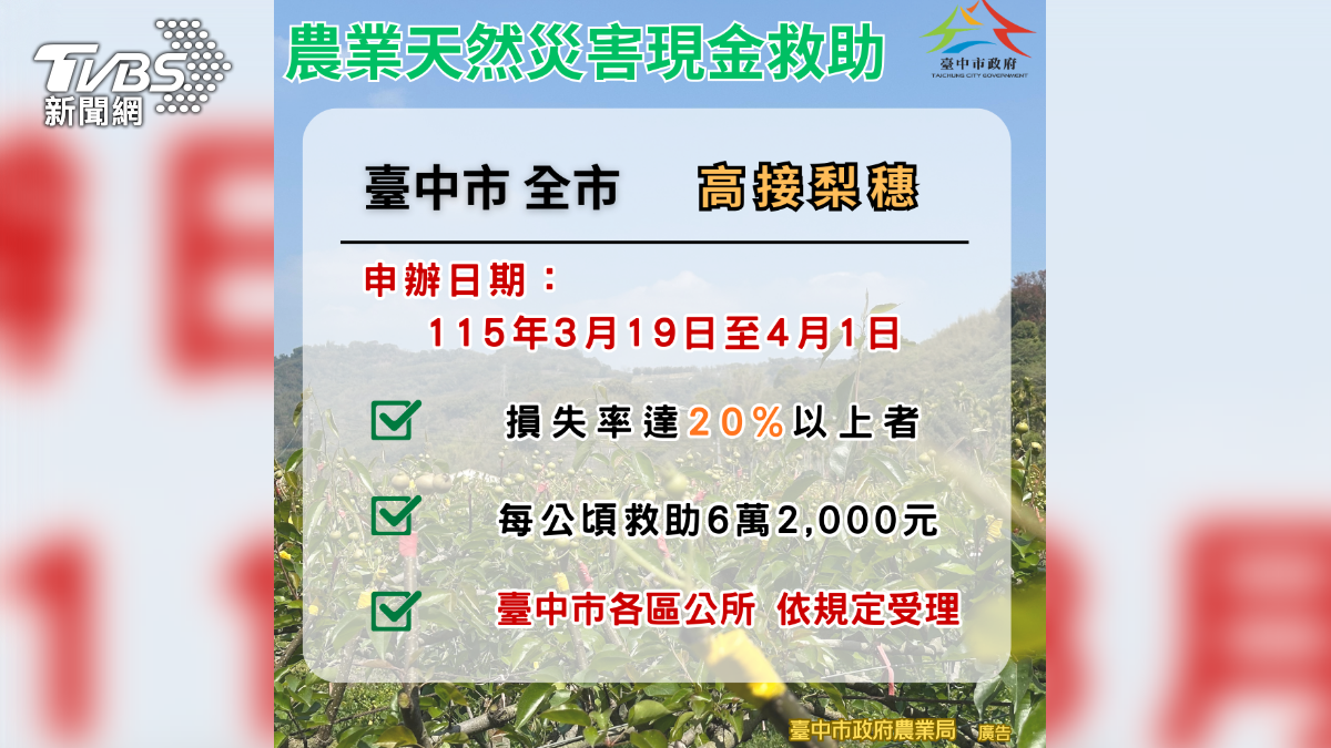 高接梨災損嚴重，符合資格農民每公頃補助6.2萬。（圖／TVBS）