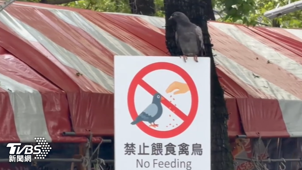 湯圍溝公園鴿子多,縣府祭餵食罰則。(圖/TVBS)