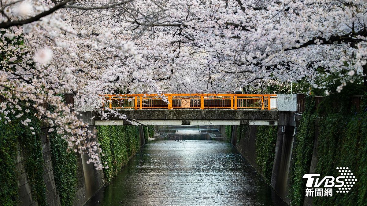 東京目黑川是日本知名賞櫻景點。（示意圖／shutterstock達志影像）