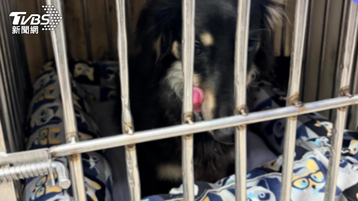 善心民眾協助安置犬隻。(圖/Threads popopo_ki)