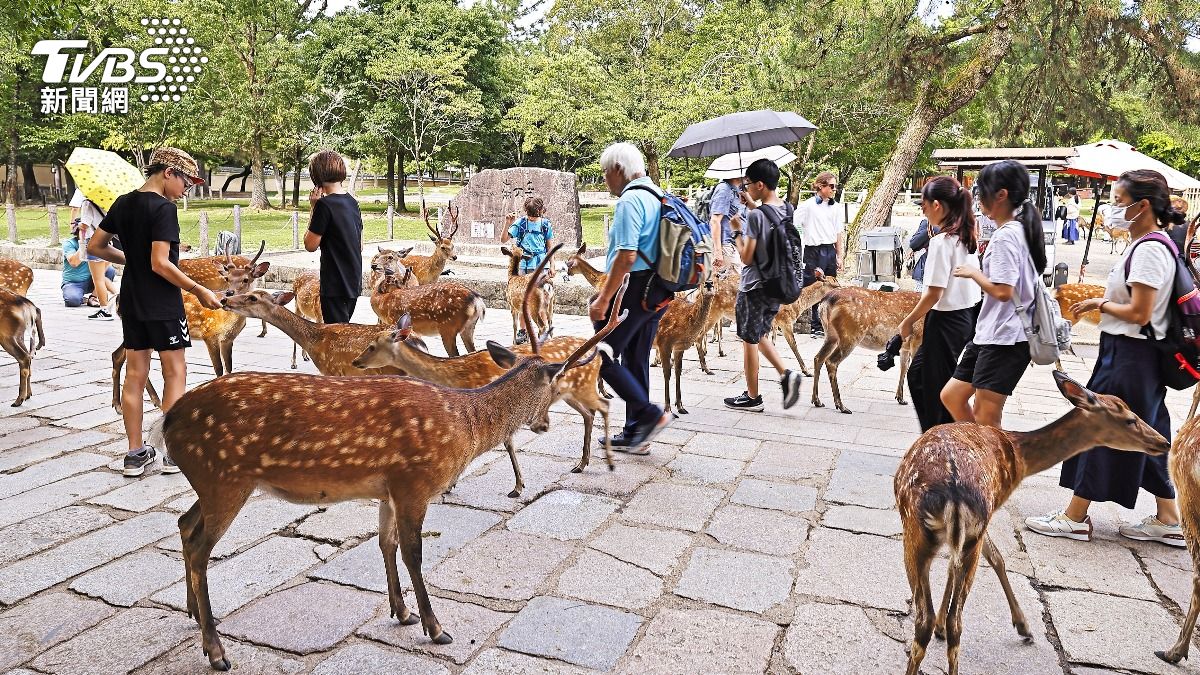 日本奈良公園的鹿群近期驚傳出走。（圖／Shutterstock達志影像）