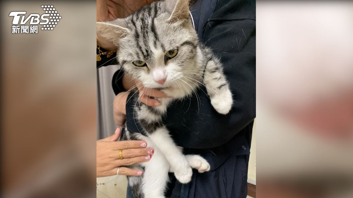 該名飼主也被查未依規定完成絕育，施打狂犬病疫苗，而且涉及棄養，已經依法開罰11萬元（圖／TVBS）