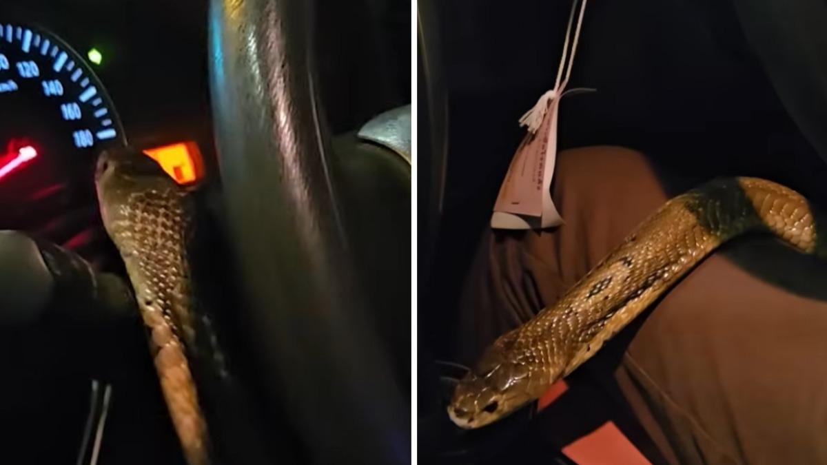 車子裡有蛇!眼鏡蛇行駛中突竄上方向盤 下秒滑落駕駛大腿畫面曝