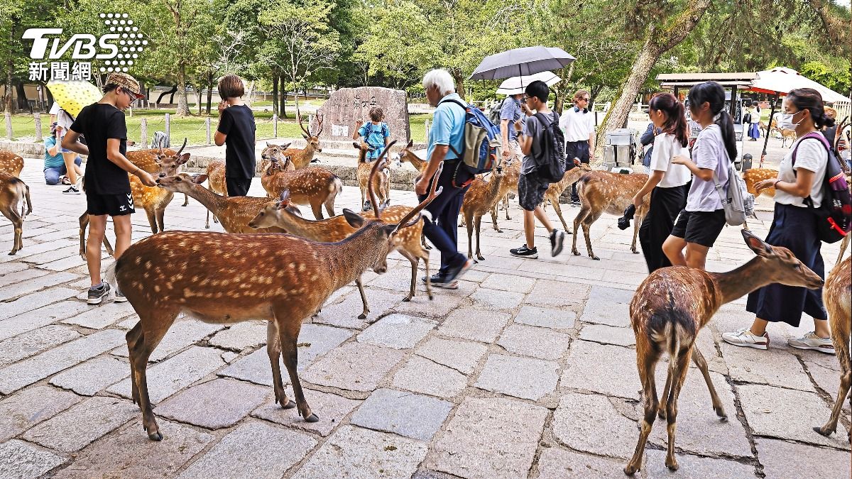 日本奈良公園的鹿群近期驚傳出走。(示意圖/shutterstock達志影像)