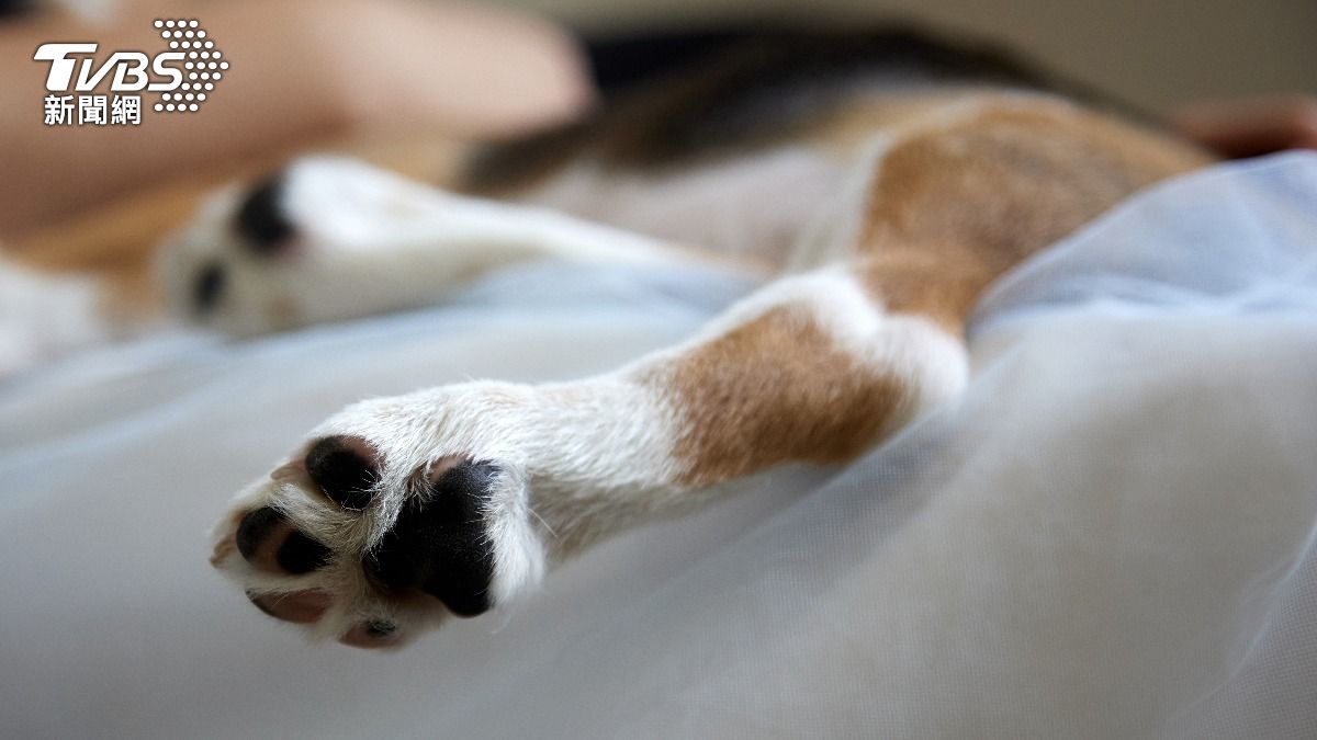 飼主最心碎的瞬間！五大「毛孩臨終徵兆」　不吃不喝要有心理準備