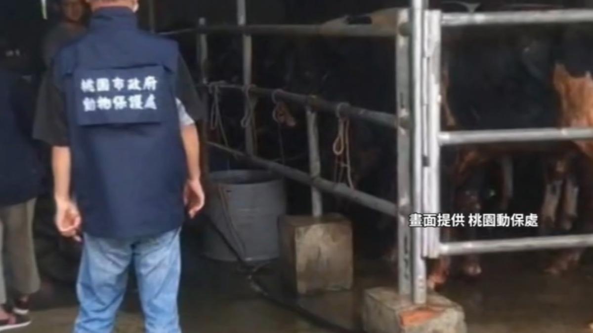 該業者曾因宰灌水牛遭罰。（圖／桃園動保處提供）