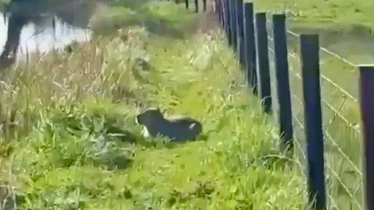 水豚逃出英動物園!2週躲過無人機、搜索犬 「悠閒曬太陽」畫面瘋傳