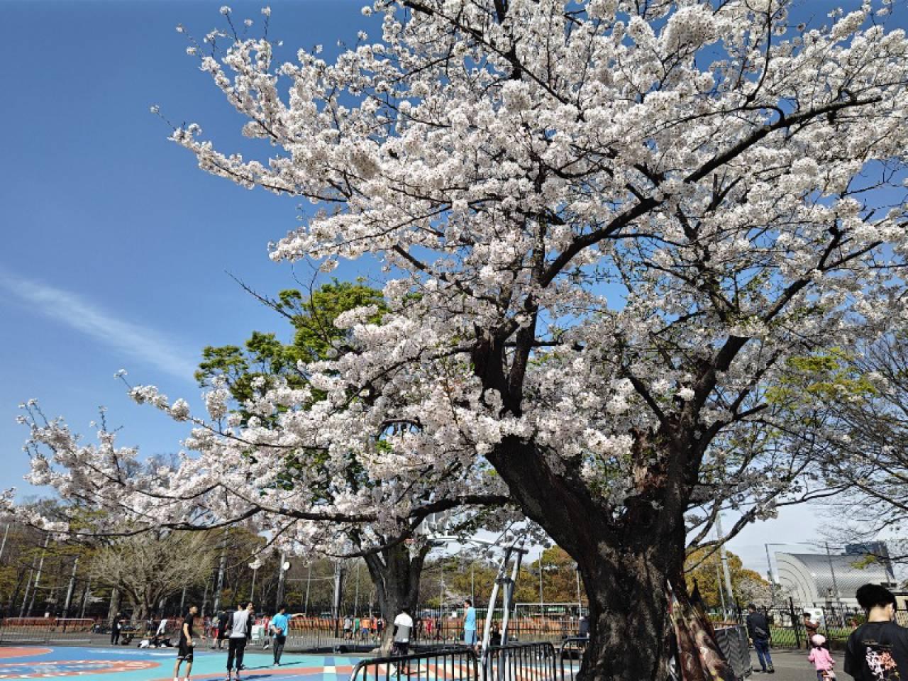 代代木公園擁有「城市綠洲」美譽。（圖／翻攝自ウェザーニュース官網）