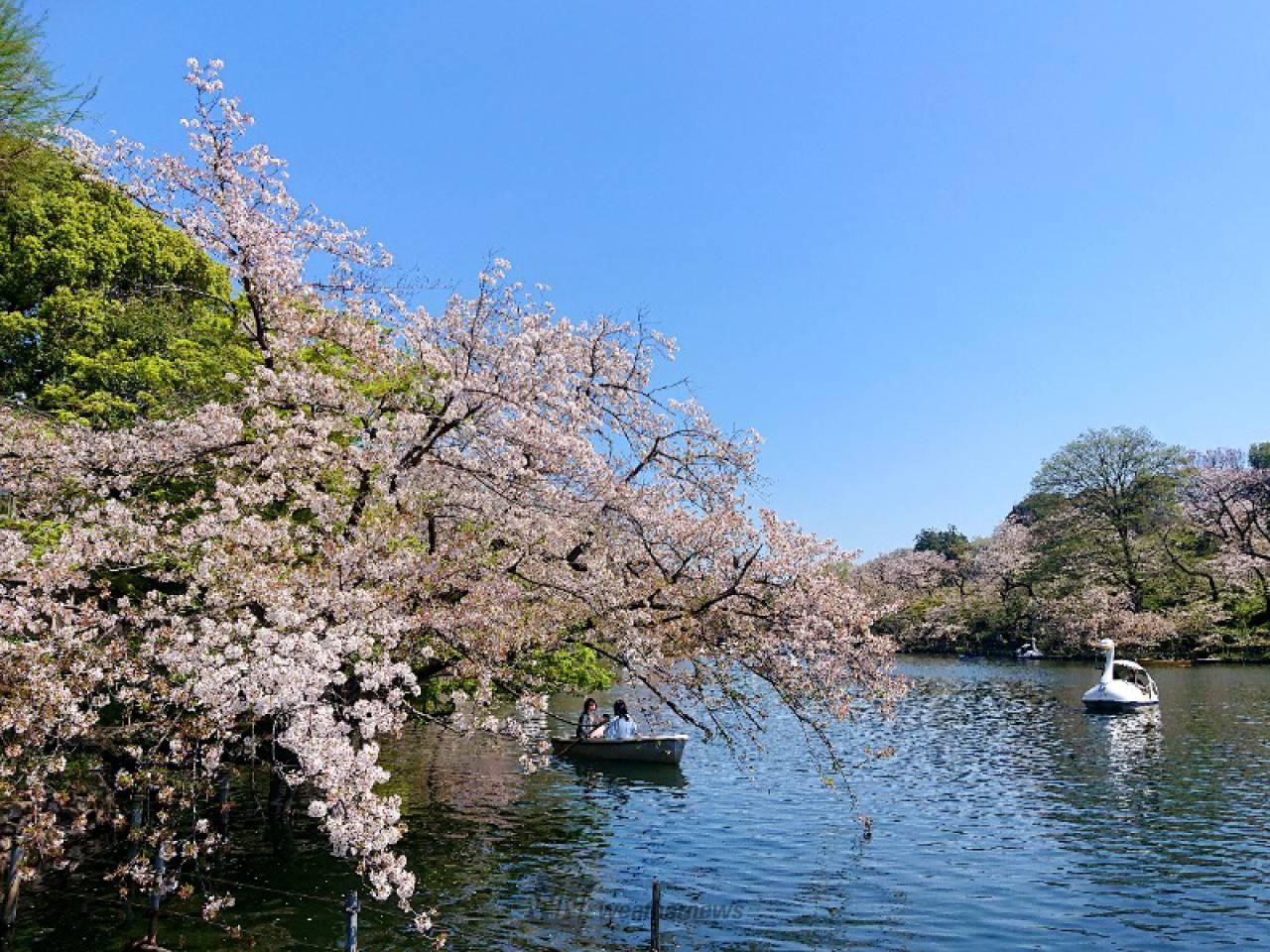 井之頭恩賜公園曾入選「日本櫻花名所100選」。（圖／翻攝自ウェザーニュース官網）