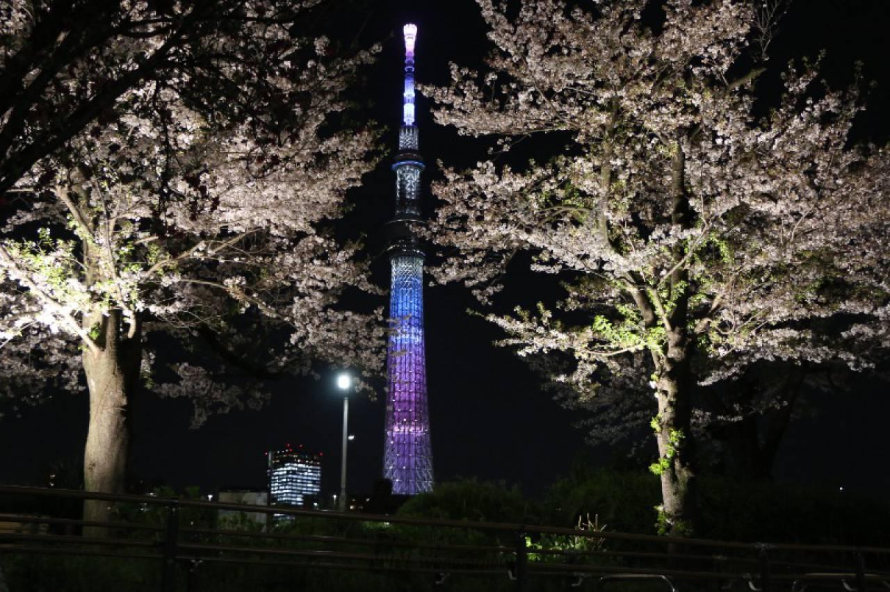 隅田公園便東京享負盛名的賞櫻名所。（圖／翻攝自ウェザーニュース官網）