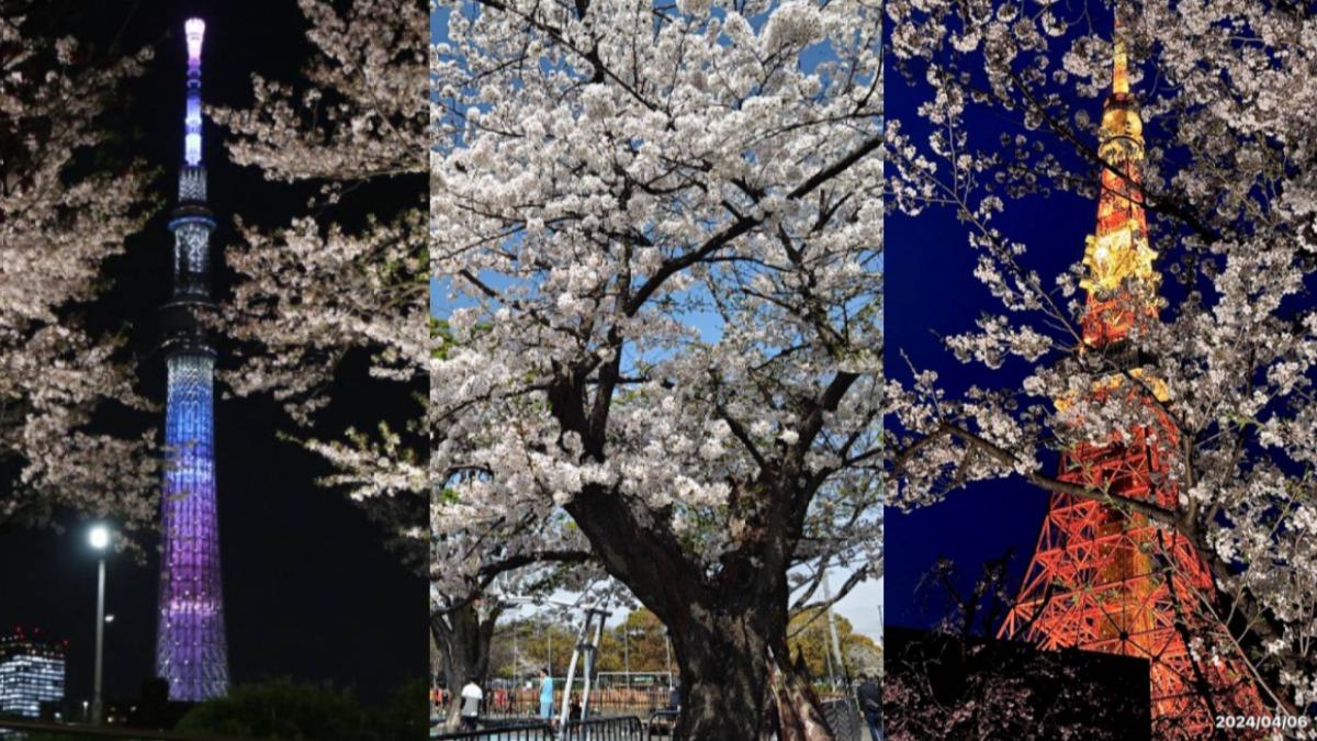 美到窒息！東京賞櫻十大勝地曝　「絕美粉雨」灑落超浪漫