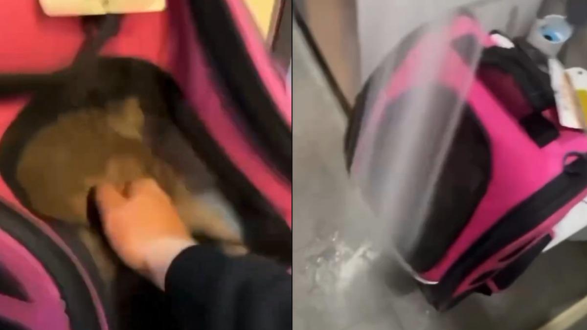 貓咪被關在寵物袋中,還被拍打、水柱沖洗。(圖/黃瓊慧議員提供)