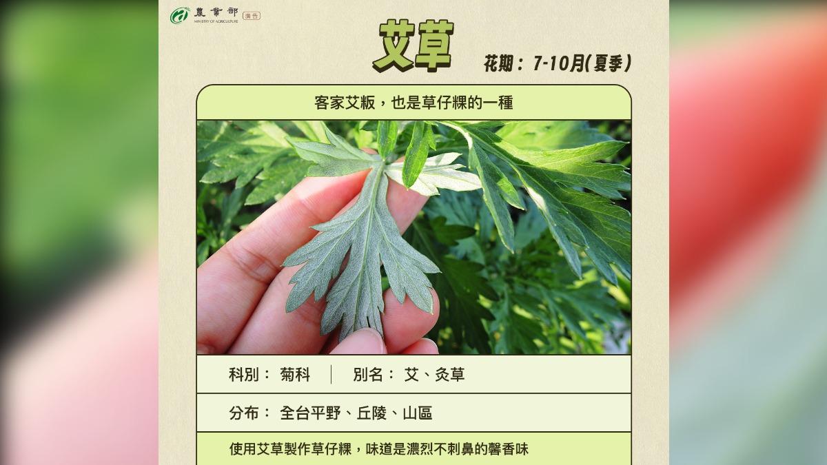 客家艾粄也是草仔粿的一種。(圖/臉書@農業部)