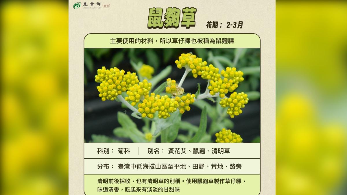 鼠麴草是用來製作草仔粿的常見原料。(圖/臉書@農業部)
