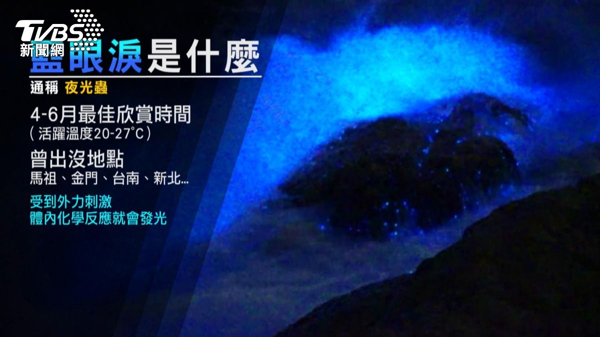 苗栗龍鳳漁港現藍眼淚　潑水秒見夢幻藍光。(圖／TVBS)