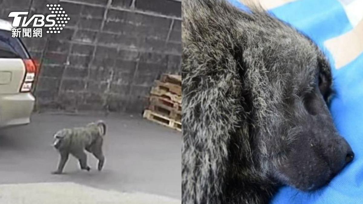 六福村「狒狒之死」判決逆轉!農業局技工改判6月、緩刑3年