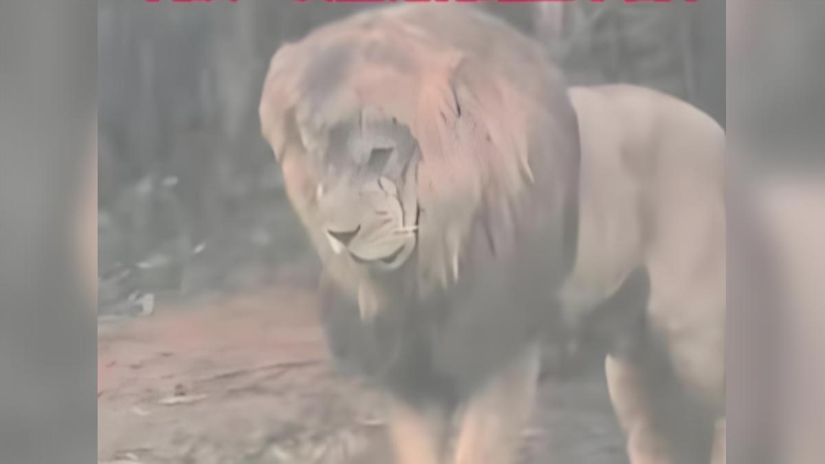 暴雨狂襲獅子「淡定不動」!鬃毛濕透變齊劉海 園方回應了