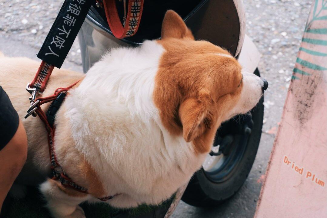 台灣街頭阿伯特地把機車上的柯基秀給Ado看。(圖/翻攝自Ado IG)