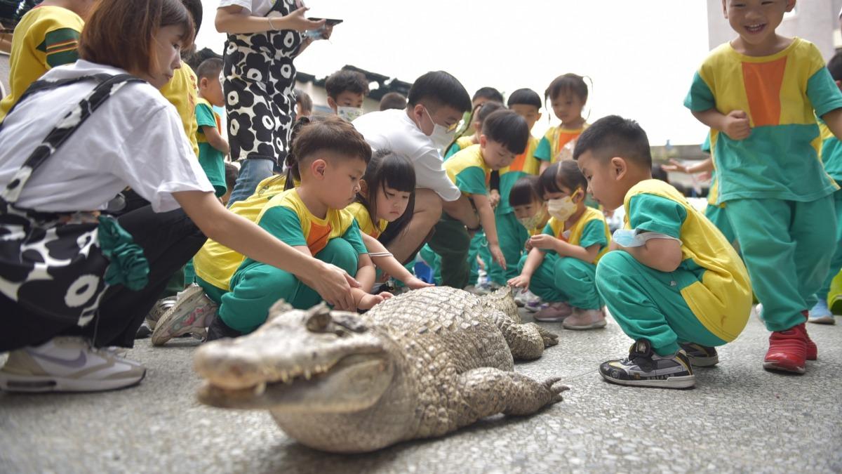 花蓮市幼玩真的! 鱷魚陪過兒童節