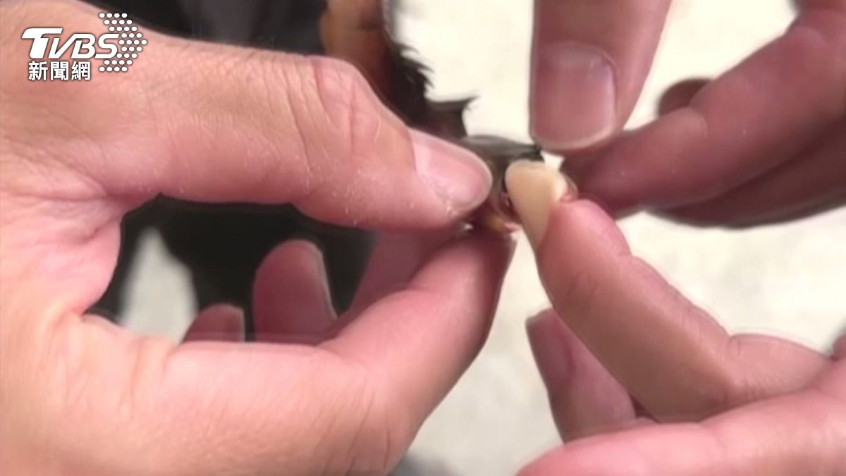 螃蟹的大螯死死夾住民眾手指不放，尖銳的蟹螯刺傷手指，不敢使用破壞工具硬拉。(圖／民眾提供)