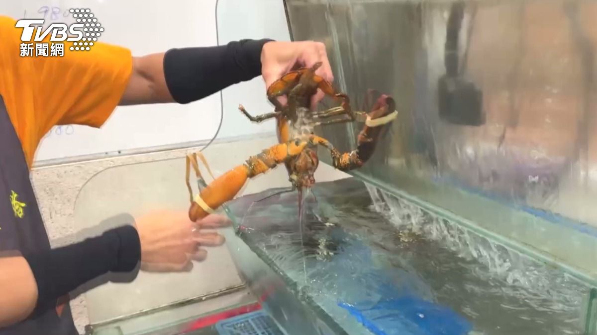 螃蟹、龍蝦這類甲殼生物在受到驚嚇或威脅時，為了逃脫保命會出現「自割」行為。(圖／TVBS)