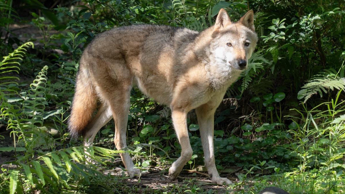 狼嘯成絕響！北市動物園「最後灰狼」蘿拉17歲高齡離世