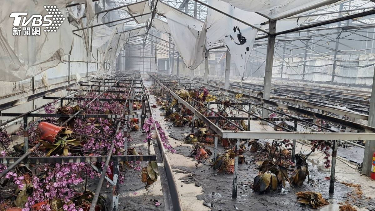台南蘭花溫室火警!數十盆蘭花全毀 損失逾20萬園主哭了