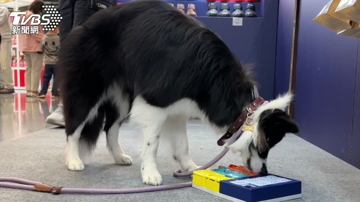 寵物展有不少益智玩具吸引飼主。(圖/TVBS)