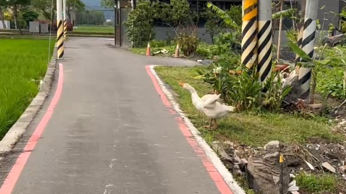 宜蘭田間見鵝霸站哨 行車卡關成趣聞。（圖／TVBS)