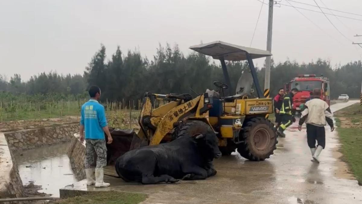 獨眼黑牛卡水溝!吊起被弄痛「氣噗噗」賴著不走