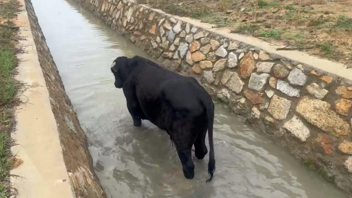 黑牛不慎跌落水溝。（圖／民眾提供）