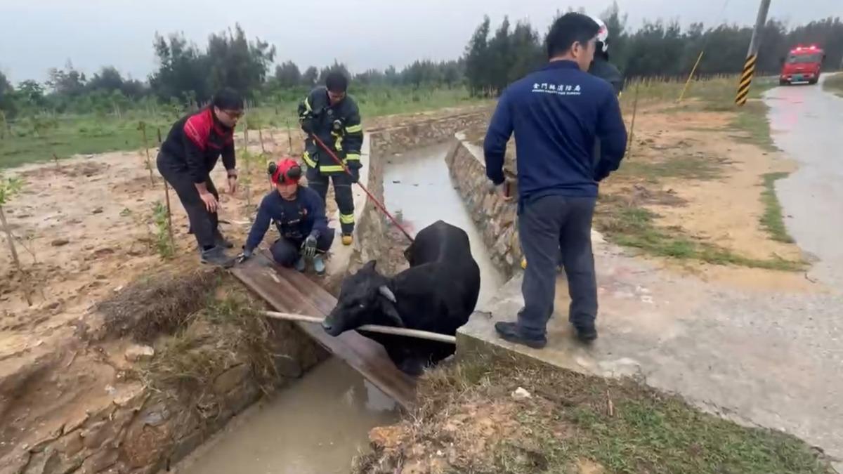 消防人員幫牠鋪木板卻還是無法上來。（圖／民眾提供）