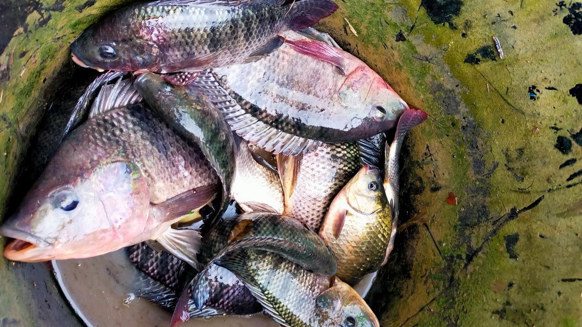 苗栗大雨狂炸「菜園變魚池」!數十尾超大吳郭魚 網喊:今晚加菜