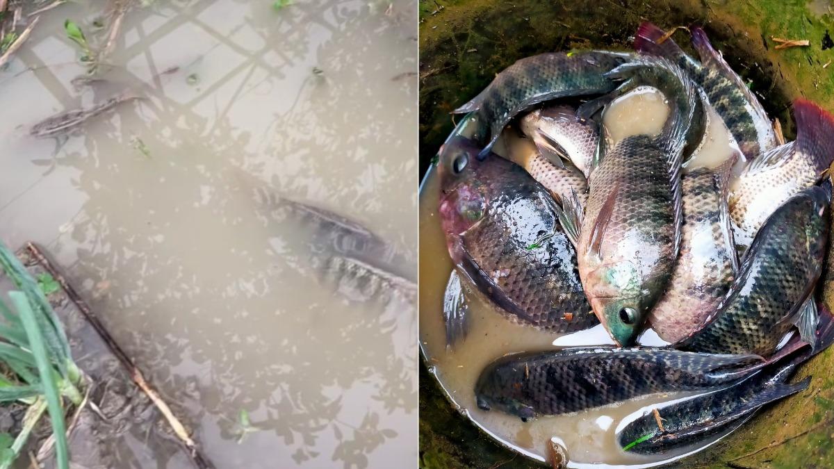 民眾菜園內都是吳郭魚。（圖／翻攝自苗栗大小事 臉書）