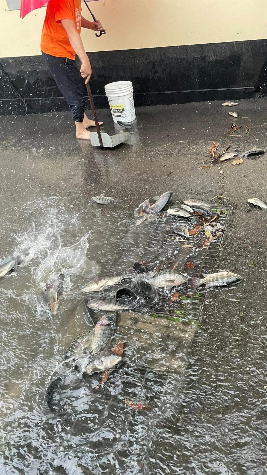 苗栗市區的大街上也出現吳郭魚堵住排水孔。（圖／翻攝自苗栗大小事 臉書）