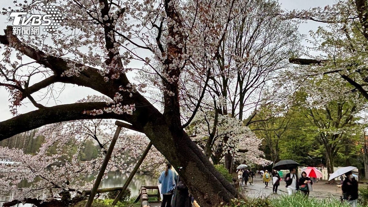 日本近期頻傳櫻花樹倒塌。（圖／達志影像美聯社）