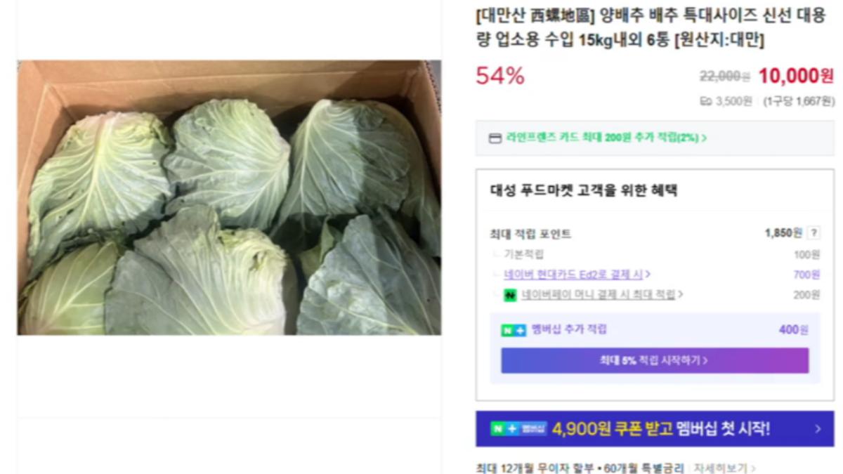 影音／台灣高麗菜外銷韓國爆紅！在韓台人瘋團購　嫌當地貨「像嚼A4紙」