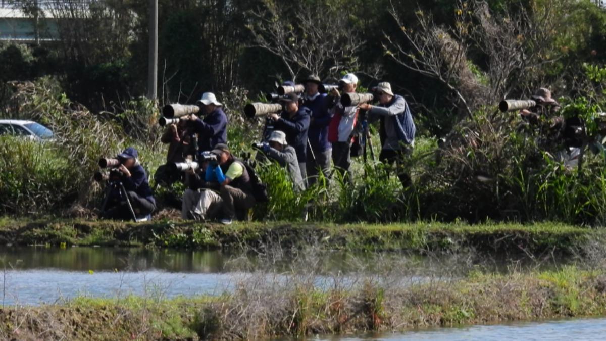 11隻彩䴉現蹤桃園,轟動鳥友界,農地湧大量人潮。(圖/桃園野鳥學會提供)