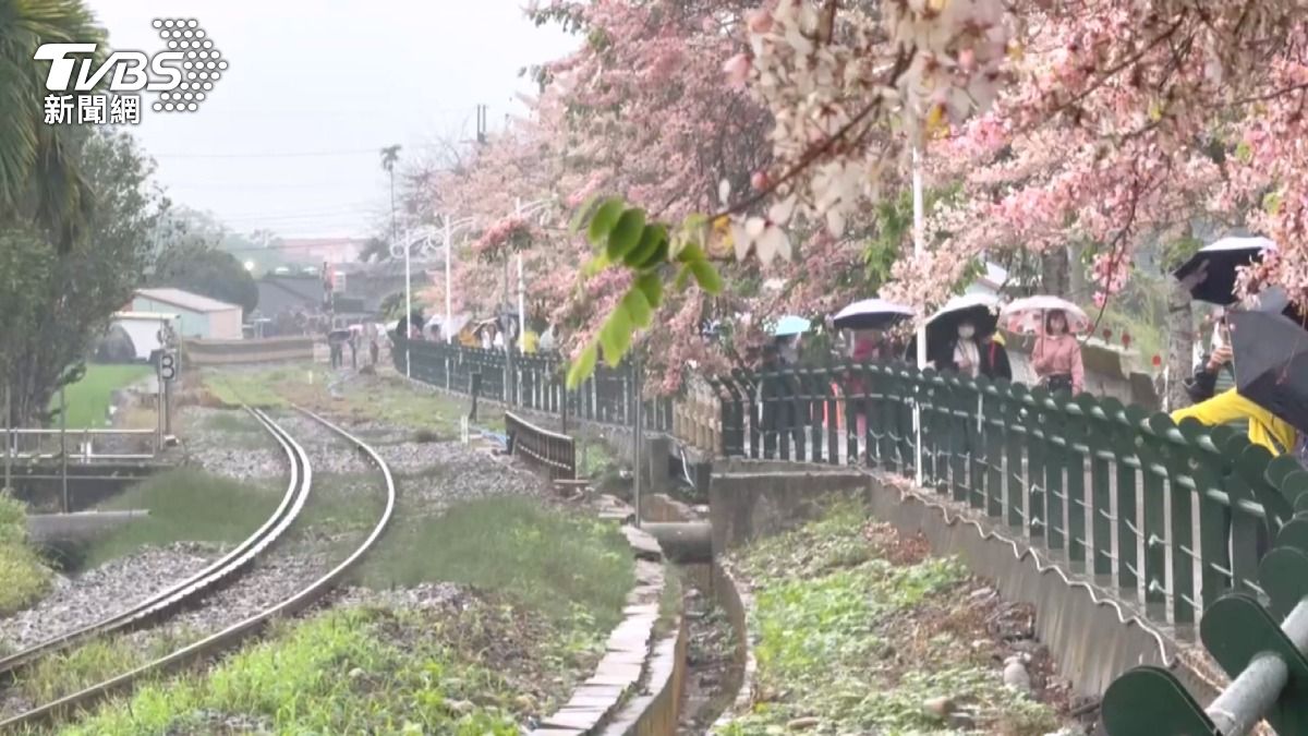 花旗木盛開引爆亂象!遊客搶拍「霸占鐵軌」逼停火車。(圖/TVBS)