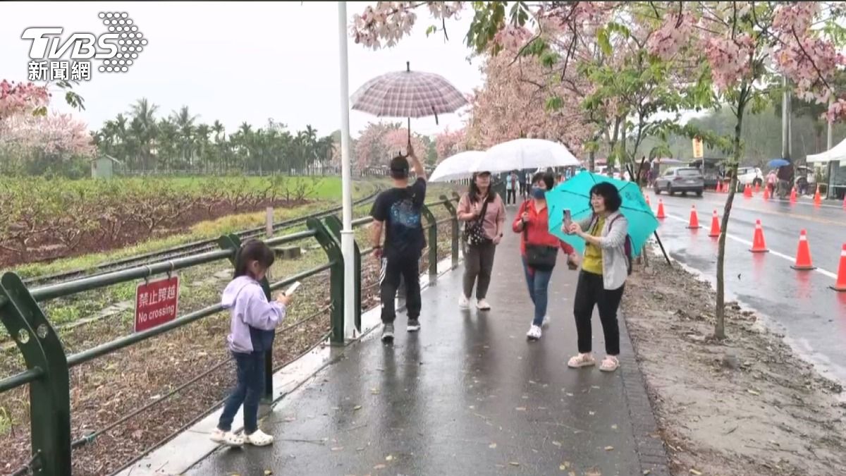 花旗木花海惹禍!遊客站鐵軌逼停火車。(圖/TVBS)