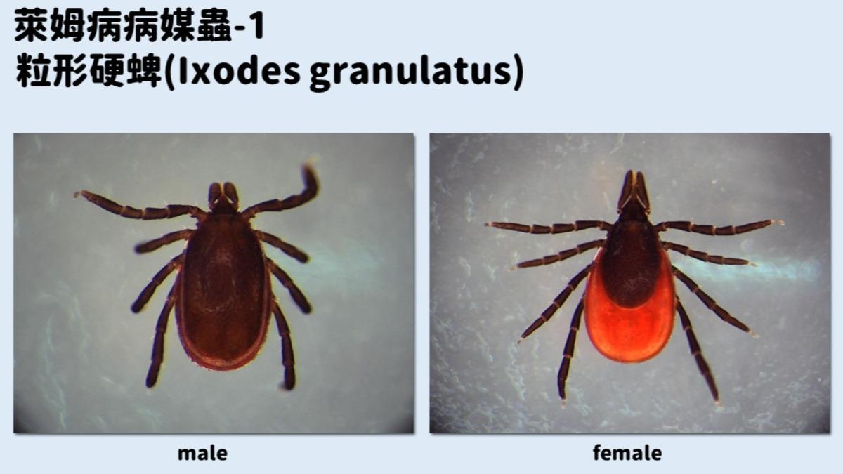 今年首例!北部6旬婦瑞典返國「皮膚癢、血尿」確診萊姆病