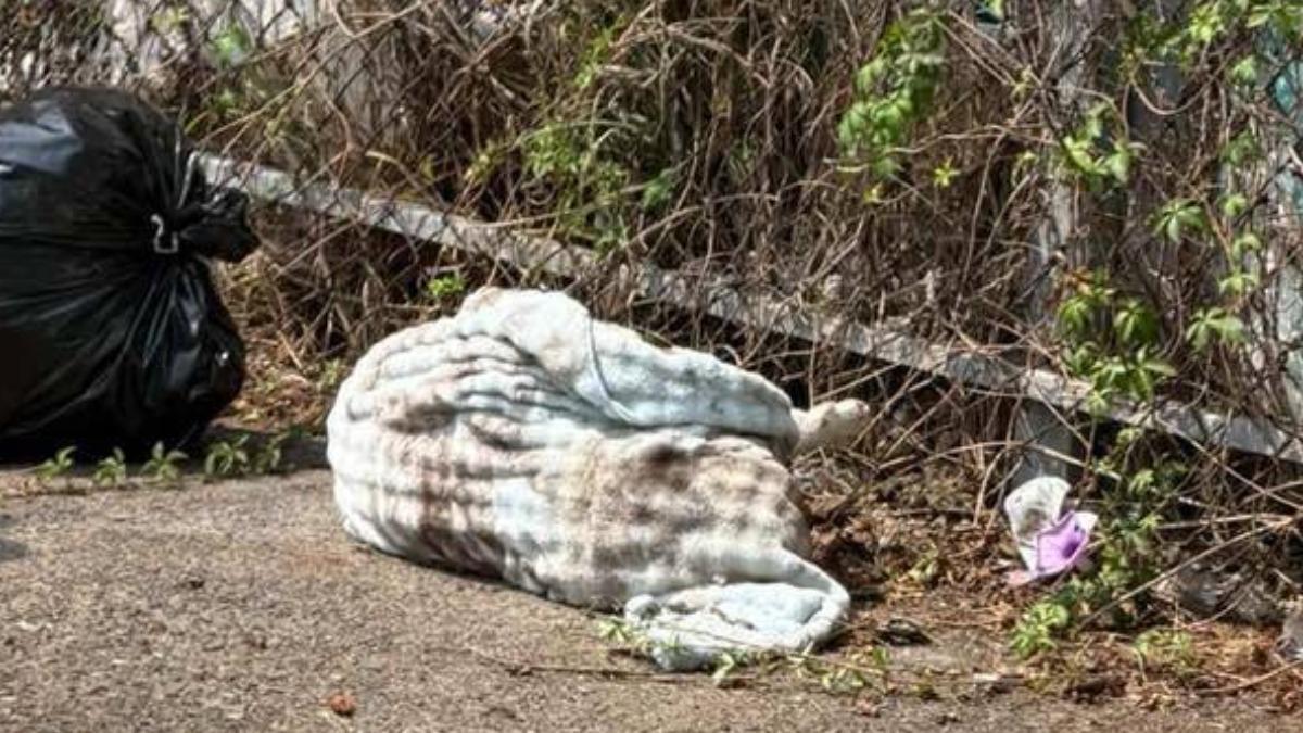 好慘！台中2歲法鬥荒草堆成腐屍　晶片揪出飼主疑惡意棄屍
