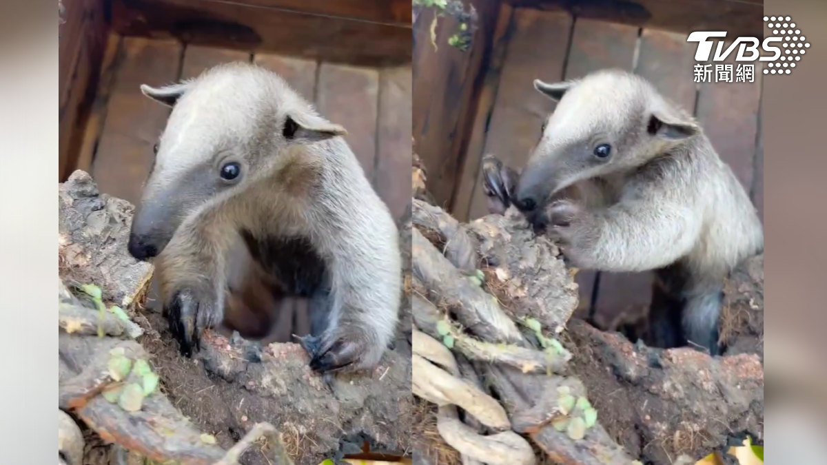 高雄內門的第二座動物園,園區要幫食蟻獸寶寶公開命名,沒想到其中一個名字「周子蟻」意外票數遙遙領先(圖/翻攝 動物園提供)